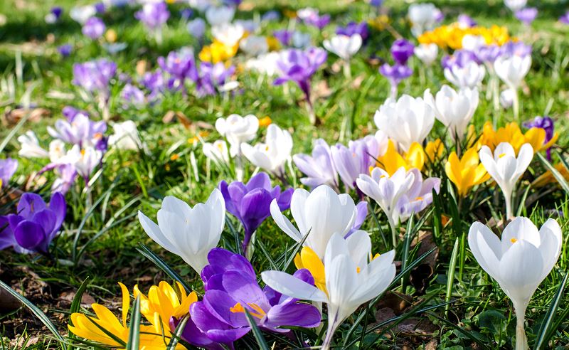 Krokus szafran w ogrodzie sadzenie pielęgnacja uprawa