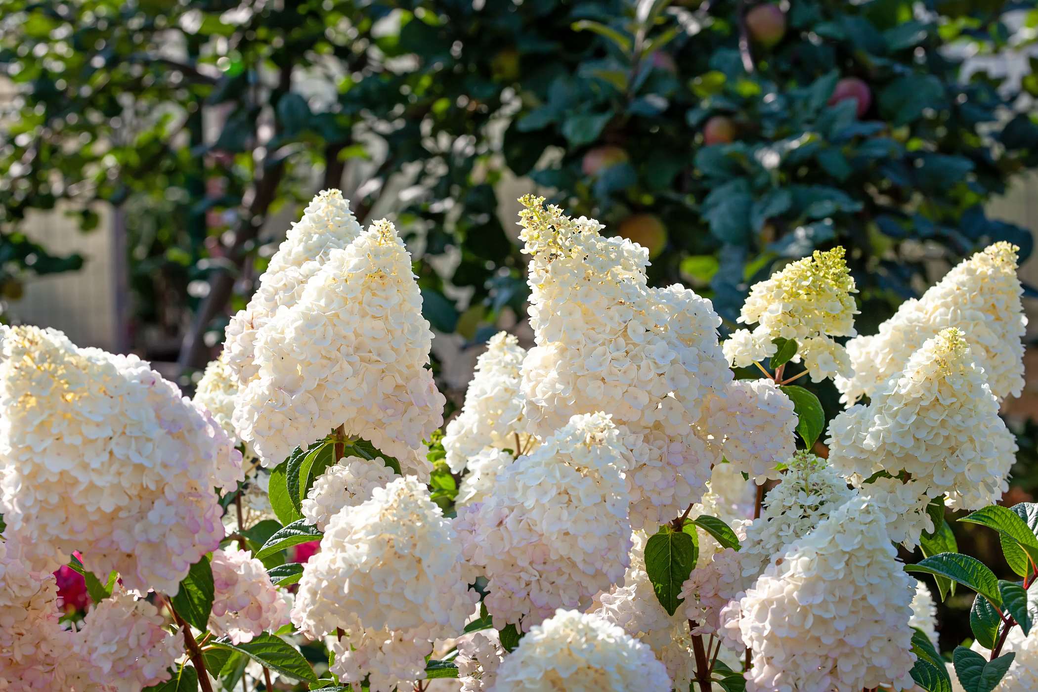 Zdj Cia Hortensji Bukietowej Sundae Fraise Fotografii