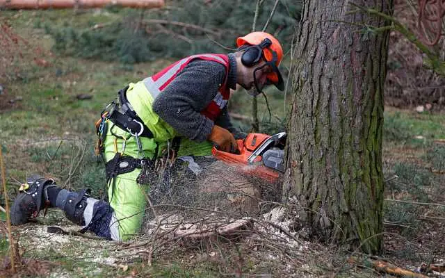 Mężczyzna prowadzący wycinkę drzew, a także wycinka drzew od 2017 roku, czyli pozwolenia, zasady, koszt