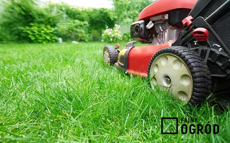 Wertykulacja trawnika za pomocą wertykulatora, a także informacje, jak przeprowadzić wertykulację, zabieg, wady i zalety
