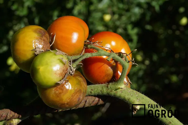 Choroba pomidorów, która bardzo daje się we znaki to zaraza ziemniaczana. Wpływa na owoce, zmniejszając zbiór.