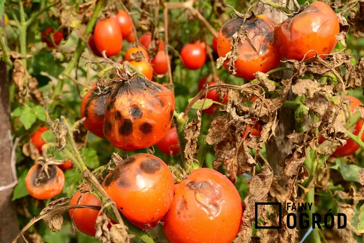 Szara pleśń na pomidorach rozwija się zarówno na liściach, jak i na owocach. Czasami prowadzi do zamierania roślin.