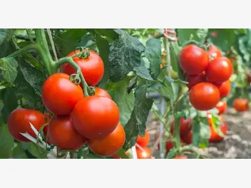 Ilustracja artykułu choroby pomidorów - jak sobie z nimi radzić?