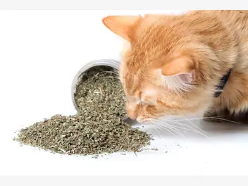 Ilustracja artykułu kocimiętka właściwa - jak uprawiać roślinę, którą pokocha twój kot?