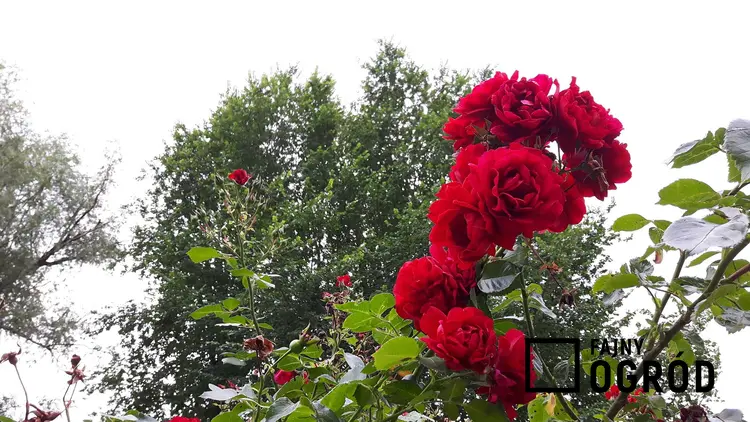 Pielęgnacja i sadzenie róż pnących nie jest trudne. Należy umieścić je przy odpowiednich pergolach, na łukach czy balustradach