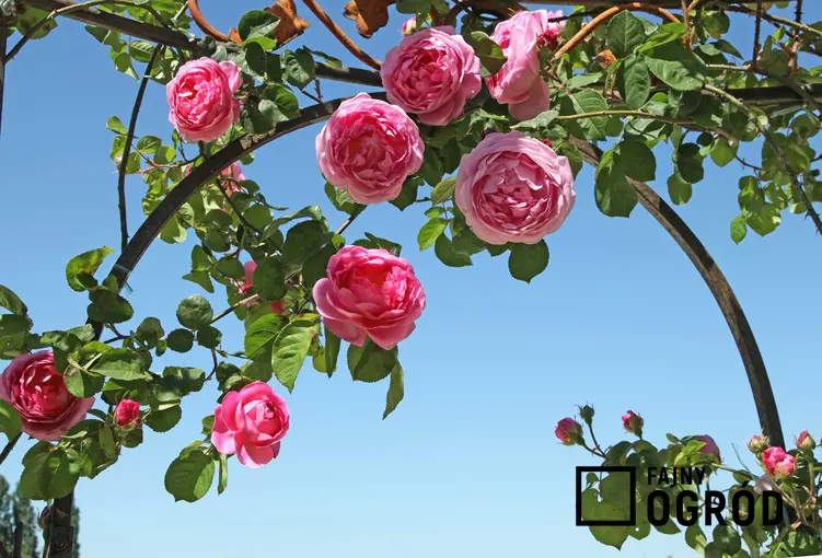 Odmiany róży to olbrzymia kategoria. Roże w ogrodzie mogą różnić się nie tylko kolorem, lecz także kształtem i rodzajem płatków.