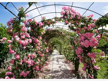Ilustracja artykułu róże pnące w ogrodzie - pielęgnacja, uprawa i inne porady