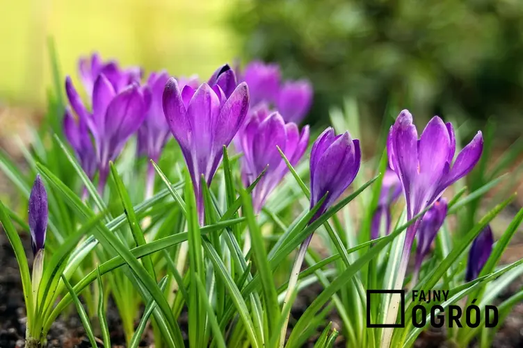 Wiosenne krokusy o fioletowych liściach, a także inne wspaniałe rośliny wiosenne do ogrodu, porady, zastosowanie, gatunki