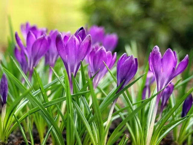 Najpiękniejsze wiosenne rośliny do ogrodu