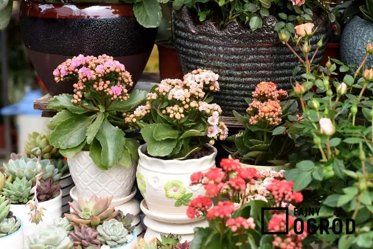 Piękne kwiaty kalanchoe w donicach w ogrodzie, a także wybór doniczek do ogrodu ze względu na rodzaj kwiatów