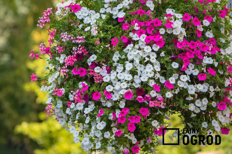 Petunie o dwóch kolorach kwiatów w poprzeczne pasy są niezwykle dekoracyjne. Dwubarwne odmiany petuni są obecnie najbardziej popularne w ogrodzie i na balkonie.