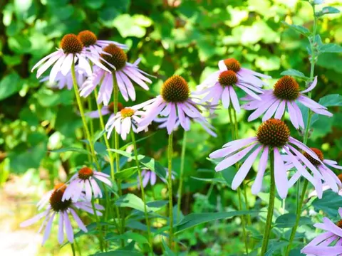 Jeżówka purpurowa: właściwości i zastosowanie