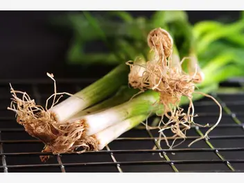 Ilustracja artykułu uprawa cebuli z dymki: sadzenie, zbieranie i hodowla w ogrodzie