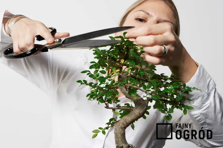 Fikus bonsai potrzebuje jasnego stanoiwska. Roślina lubi ciepło i źle reaguje na ruszanie i przestawianie, ponieważ to może doprowadzić do utraty liści.