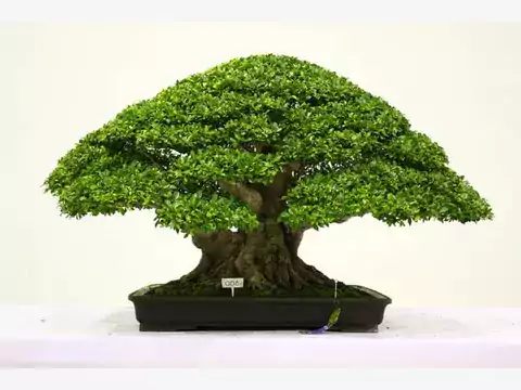 Pielęgnacja i porady dla fikusa bonsai