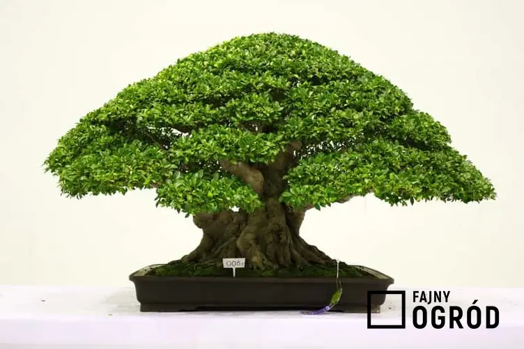 Miniaturowy ficus bonsai w doniczce, a także najważniejsze informacje: porady, ciekawostki, pielęgnacja, najlepsze gatunki i formowanie