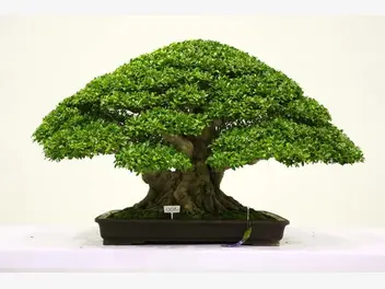 Ilustracja artykułu fikus bonsai - pielęgnacja, porady, ciekawostki
