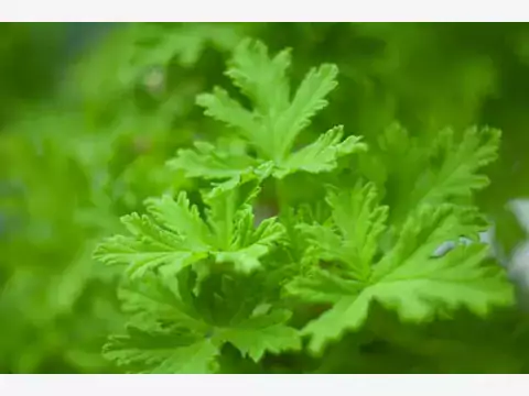 Geranium - właściwości, uprawa, ciekawostki