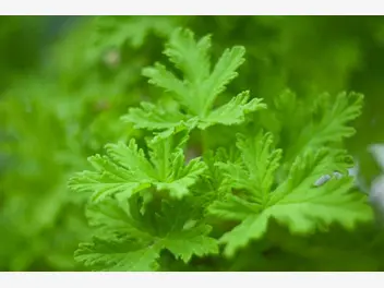 Ilustracja artykułu geranium (anginowiec) - właściwości lecznicze, uprawa, ciekawostki