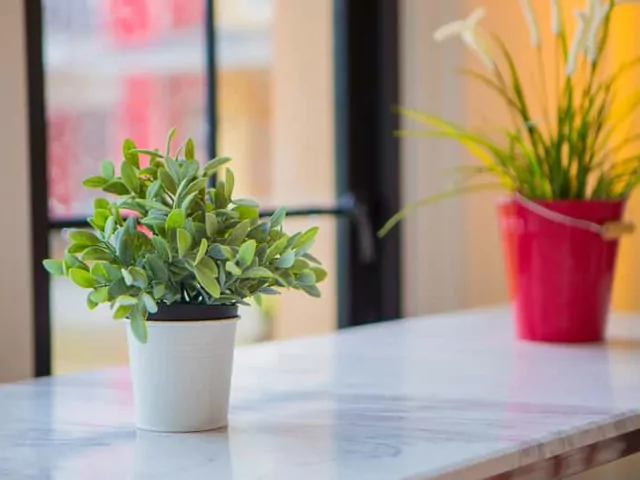 Najlepsze kwiaty pokojowe do domu