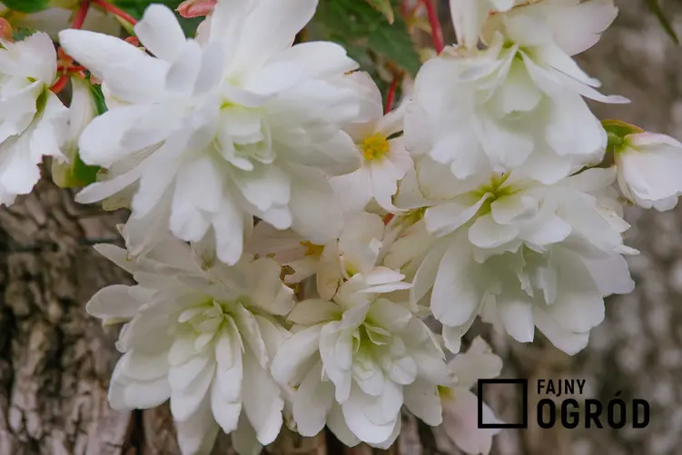 Najbardziej popularna begonia to begonia bulwiasta. Ma ciekawe, różnokolorowe, pełne lub półpełne kwiaty, może być zwisająca. Odmiany begonii są bardzo różne.