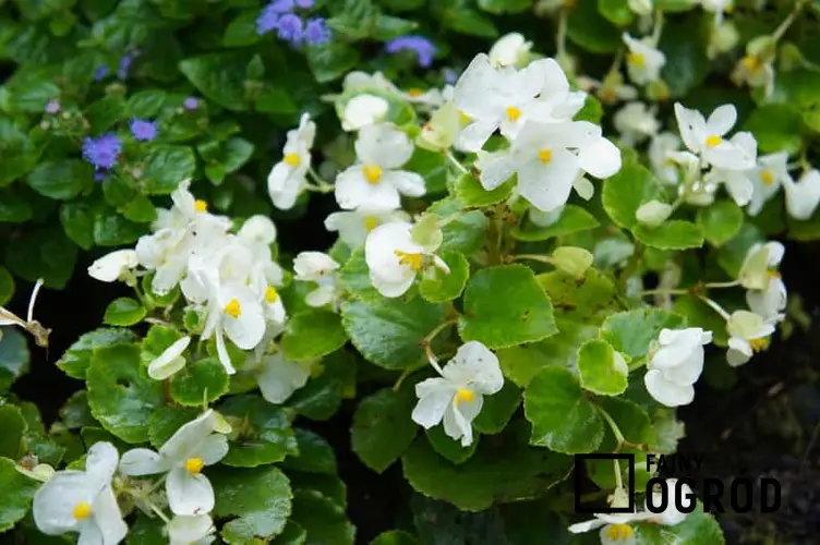 Begonia bulwiasta o białych kwiatach, a także białe i kolorowe odmiany begonii bulwiastej, ich wymagania, sadzenie i pielęgnacja