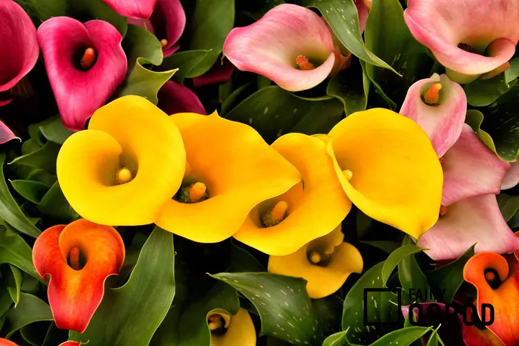 Kalia doniczkowa - kwiat, który ucieszy każdy dom - pielęgnacja, podlewanie, porady
