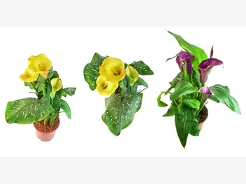 Ilustracja artykułu kalia doniczkowa - kwiat, który ucieszy każdy dom - pielęgnacja, podlewanie, porady