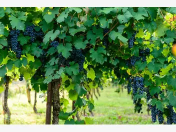 Ilustracja artykułu uprawa i cięcie winogron - porady praktyczne