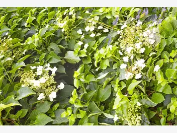 Ilustracja artykułu hortensja pnąca - wymagania, uprawa, pielęgnacja i inne ciekawostki