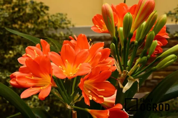 Kwitnąca kliwia pomarańczowa, czyli clivia miniata, warunki uprawy, wymagania, sadzenie oraz pielęgnacja kwiatów doniczkowych