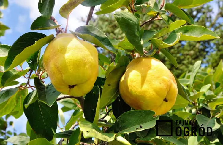 Pigwa pospolita o żółtych gruszkowych owocach, a także inne odmiany oraz ich sadzonki, uprawa w ogrodzie i pielęgnacja