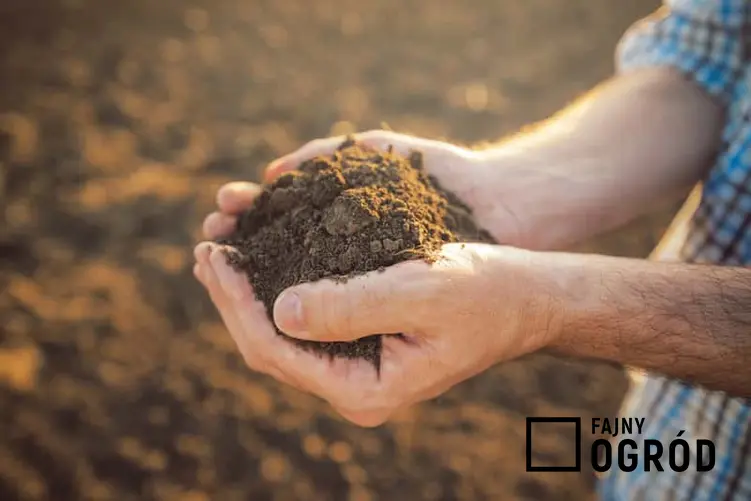 Garść brązowej gleby w dłoniach, czyli próchnic gruntowa oraz najważniejsze informacje o zastosowaniu próchnicy krok po kroku
