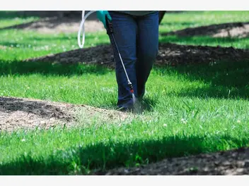 Ilustracja artykułu mało uciążliwa pielęgnacja trawnika - sprawdzone sposoby