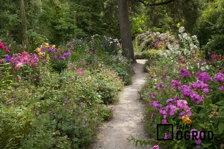 Ogród wiejski to jeden z najlepszych pomysłów na małą powierzchnię. Wiele kwiatów swojskich nie wymaga szczególnej pielęgnacji.