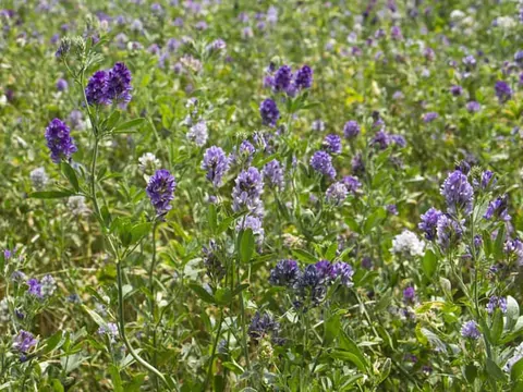 Lucerna: odmiany, uprawa, właściwości, cena