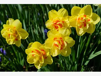 Ilustracja artykułu narcyz – wiosenny kwiat – odmiany, sadzenie, uprawa, pielęgnacja