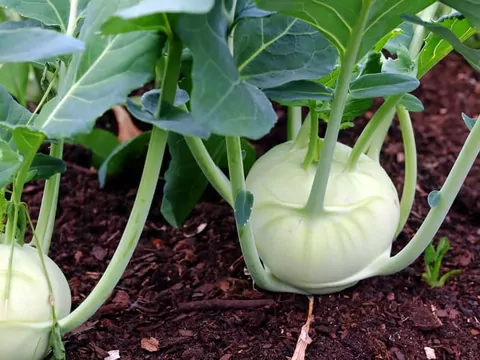 Kalarepa - uprawa i właściwości lecznicze