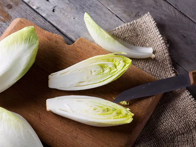 Cykoria - uprawa, odmiany, pielęgnacja