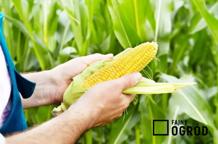 Kolba kukurydzy, czyli odniany kukurydzy oraz prosta  uprawa, hodowla, pielęgnacja, wysiew kukurydzy i jeje zastosowanie