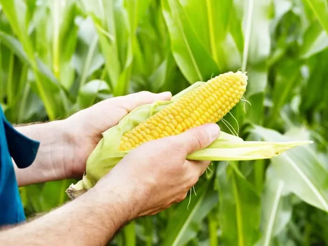 Uprawa kukurydzy w ogrodzie