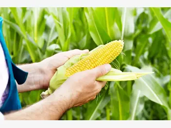 Ilustracja artykułu uprawa kukurydzy w ogrodzie - to bardzo proste! zrób to sam krok po kroku!