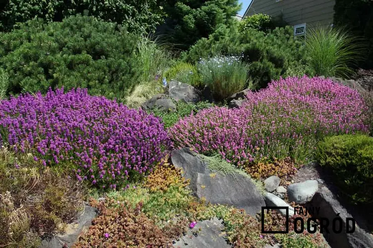 Wrzosy kwitnące na fioletowo w ogrodzie skalnym, a także jak zrobić piękny ogród przydomowy - inspiracje i pomysły