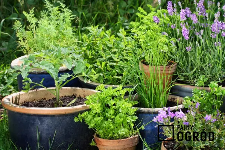 Różne zioła w doniczkach wystawionych do ogrodu, a także informacje, jak zrobić piękne ogrody przydomowe, najlepsze sposoby