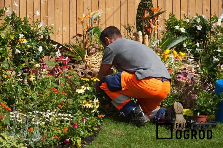 Mężczyzna pracujący przy zakładaniu ogrodu, a także cennik zakładania ogrodów oraz sadzenia roślin krok po kroku