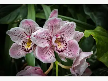 Ilustracja artykułu orchidea w ogrodzie – odmiany, sadzenie, hodowanie, pielęgnacja i podlewanie storczyków