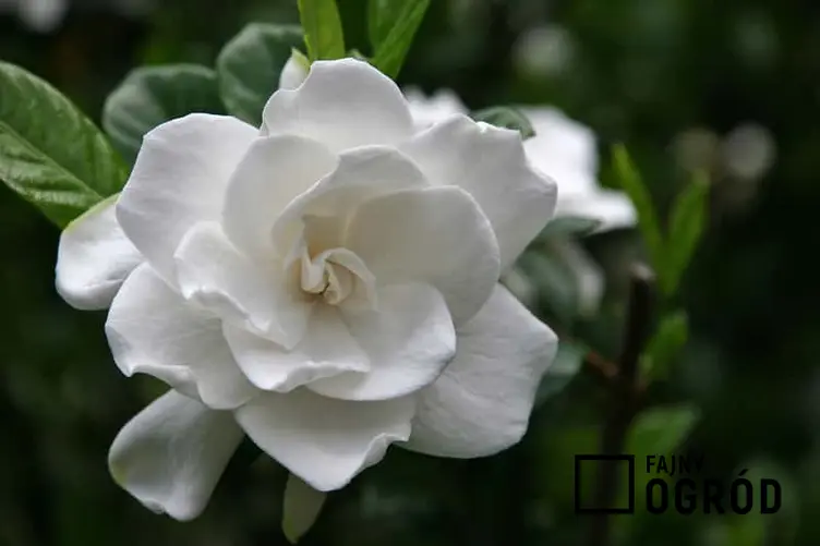 Gardenia doniczkowa o pieknych kwiatach, a także uprawa, pielęgnacja oraz podlewanie i zimowanie w domu