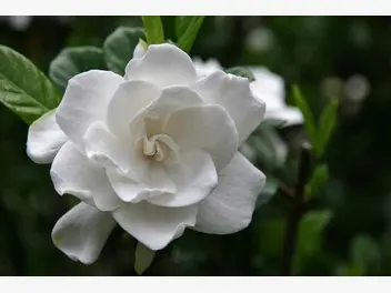 Ilustracja artykułu gardenia doniczkowa - uprawa, pielęgnacja, podlewanie, cena