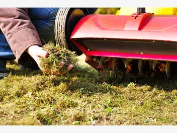 Ilustracja artykułu zwalczanie mchu w trawniku i na kostce brukowej - sprawdzone sposoby