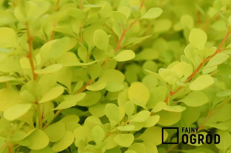 Zielona odmiana berberysu jest bardzo popularna. Uprawa tej odmiany jest bardzo łatwa, jest to świetny sposób na urozmaicenie rabaty w ogrodzie.